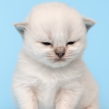 Echo de Narcisse Azur Mâle Ragdoll