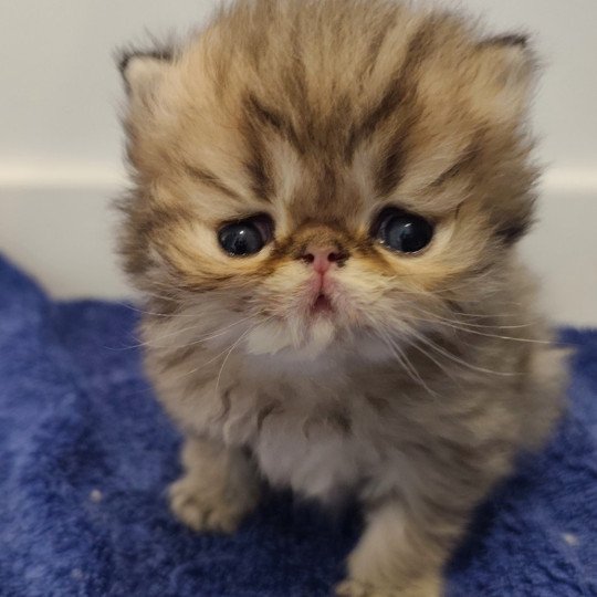 chaton Persan black golden shaded Ashur Chatterie Echo de Narcisse black golden shaded