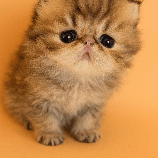 chaton Persan black golden shaded Athrahasis Chatterie Echo de Narcisse black golden shaded