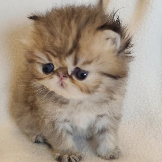 chaton Persan black golden shaded Athrahasis Chatterie Echo de Narcisse black golden shaded