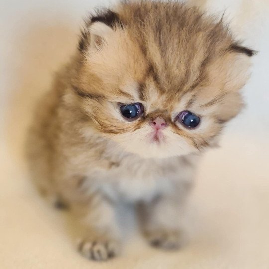 chaton Persan black golden shaded Athrahasis Chatterie Echo de Narcisse black golden shaded