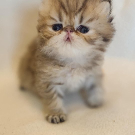 chaton Persan black golden shaded Athrahasis Chatterie Echo de Narcisse black golden shaded