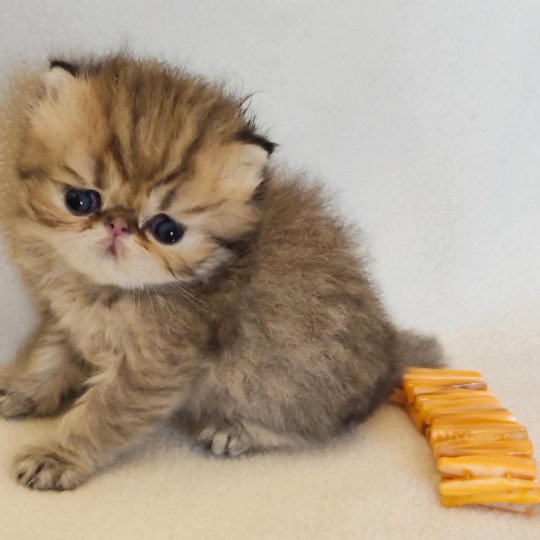 chaton Persan black golden shaded Athrahasis Chatterie Echo de Narcisse black golden shaded