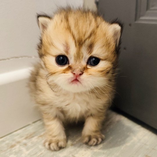 chaton Persan black golden shaded Athrahasis Chatterie Echo de Narcisse black golden shaded