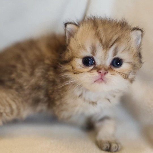 chaton Persan black golden shaded Ashur Chatterie Echo de Narcisse black golden shaded