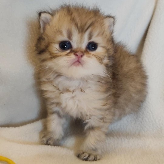 chaton Persan black golden shaded Ashur Chatterie Echo de Narcisse black golden shaded