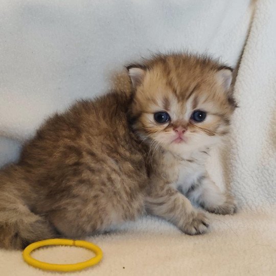 chaton Persan black golden shaded Ashur Chatterie Echo de Narcisse black golden shaded