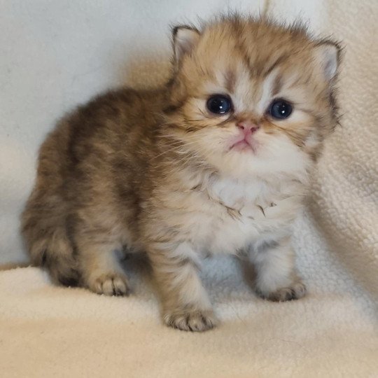 chaton Persan black golden shaded Ashur Chatterie Echo de Narcisse black golden shaded