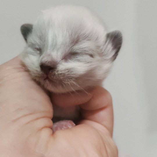 chaton Ragdoll Chatterie Echo de Narcisse black mitted