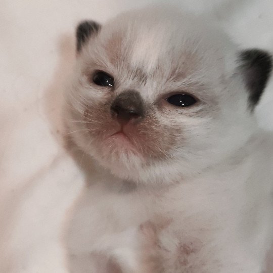 chaton Ragdoll black mitted Alastor Chatterie Echo de Narcisse black mitted