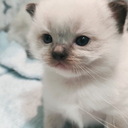chaton Ragdoll black mitted Alastor Chatterie Echo de Narcisse black mitted