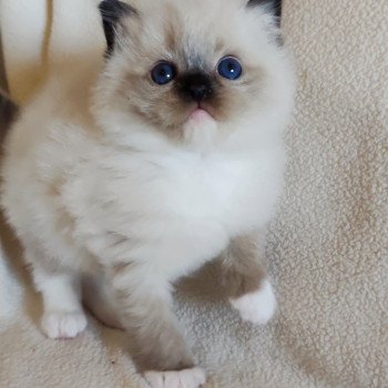 Echo de Narcisse Alastor Mâle Ragdoll