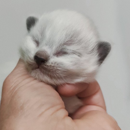 chaton Ragdoll Chatterie Echo de Narcisse black mitted