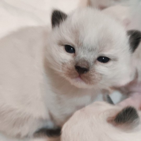 chaton Ragdoll black mitted Aneth Chatterie Echo de Narcisse black mitted