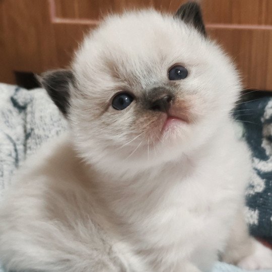 chaton Ragdoll black mitted Aneth Chatterie Echo de Narcisse black mitted