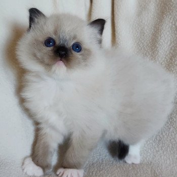 Echo de Narcisse Aneth Femelle Ragdoll