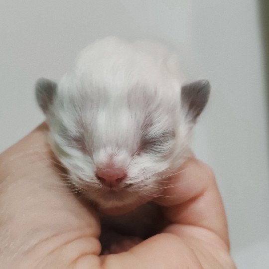 chaton Ragdoll Chatterie Echo de Narcisse black bicolor