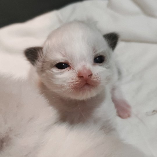 chaton Ragdoll black bicolor Adelm Chatterie Echo de Narcisse black bicolor