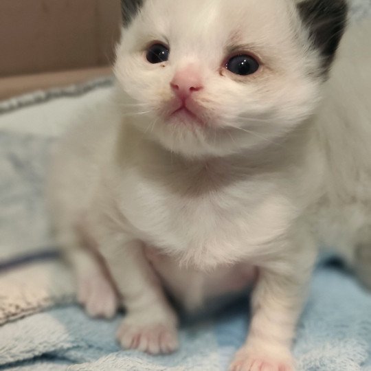 chaton Ragdoll black bicolor Adelm Chatterie Echo de Narcisse black bicolor