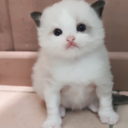 chaton Ragdoll black bicolor Adelm Chatterie Echo de Narcisse black bicolor
