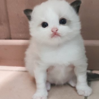 Echo de Narcisse Adelm Mâle Ragdoll