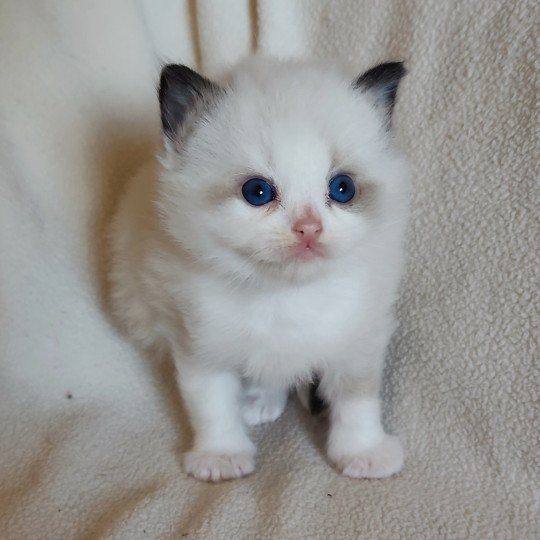 chaton Ragdoll black bicolor Adelm Chatterie Echo de Narcisse seal point bicolor