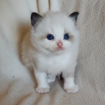 Echo de Narcisse Adelm Mâle Ragdoll