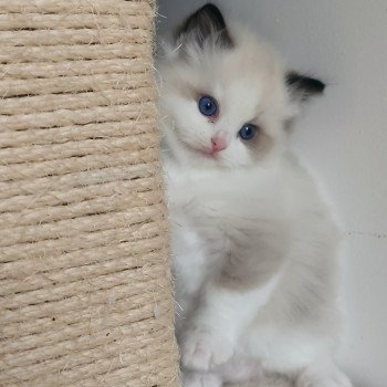 Echo de Narcisse Adelm Mâle Ragdoll