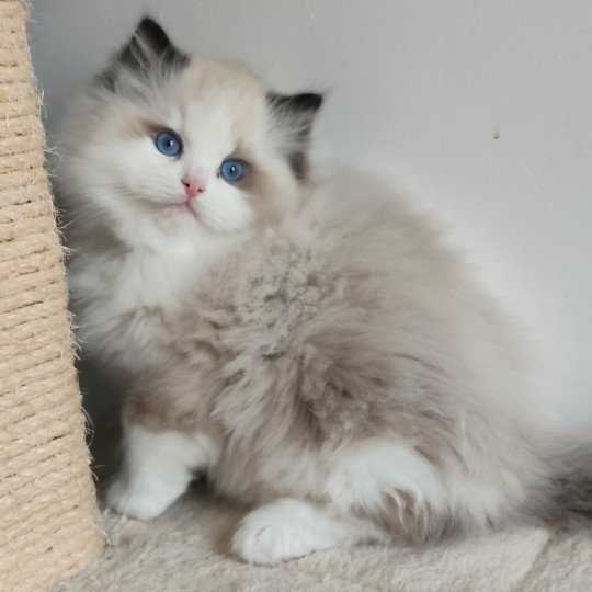chaton Ragdoll seal point bicolor Adelm Chatterie Echo de Narcisse seal point bicolor