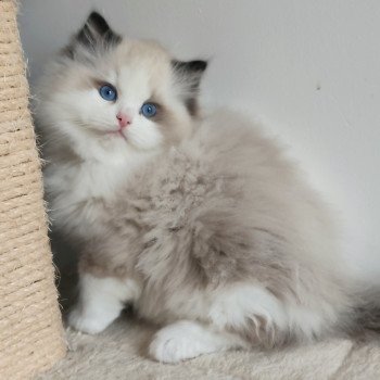 Echo de Narcisse Adelm Mâle Ragdoll