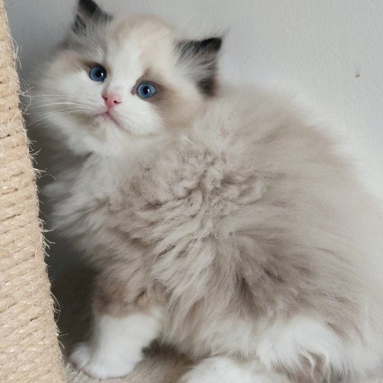 chaton Ragdoll seal point bicolor Adelm Chatterie Echo de Narcisse seal point bicolor