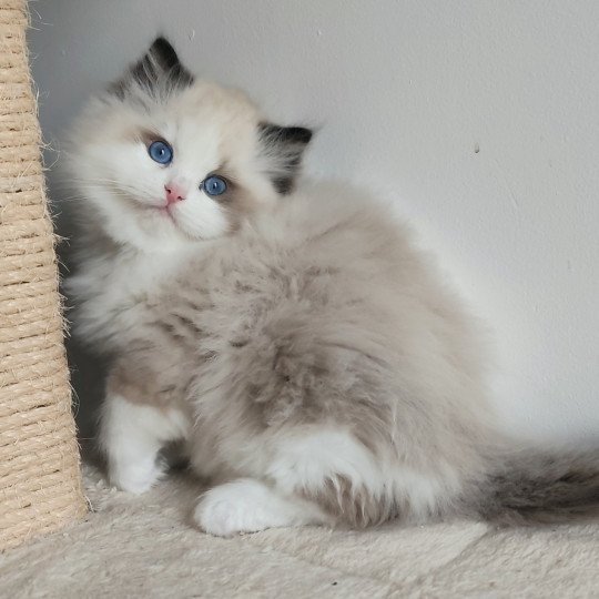 chaton Ragdoll seal point bicolor Adelm Chatterie Echo de Narcisse seal point bicolor