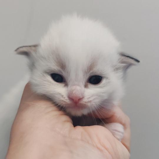 chaton Ragdoll seal point bicolor Bagel zz Chatterie Echo de Narcisse seal point bicolor