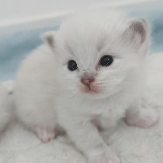 chaton Ragdoll seal point bicolor Bagel zz Chatterie Echo de Narcisse seal point bicolor