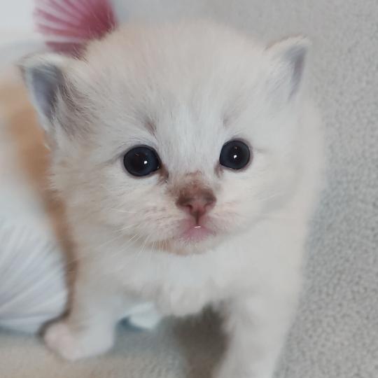 chaton Ragdoll seal point bicolor Bagel zz Chatterie Echo de Narcisse blue tabby point mitted