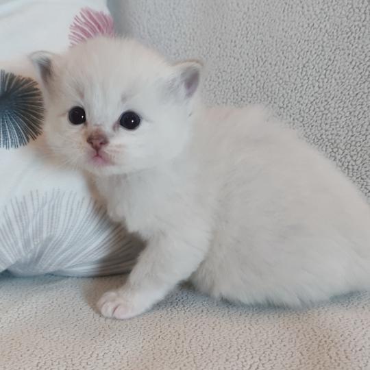 chaton Ragdoll seal point mitted Bagel zz Chatterie Echo de Narcisse blue tabby point mitted