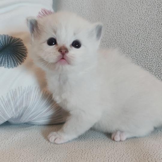 chaton Ragdoll seal point mitted Bagel zz Chatterie Echo de Narcisse blue tabby point mitted