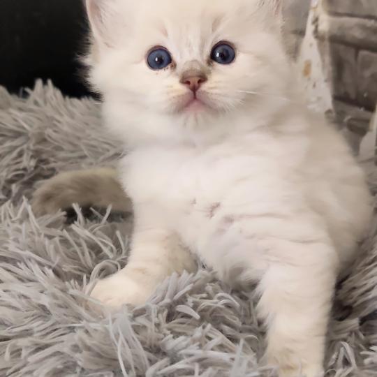 chaton Ragdoll blue tabby point mitted Bagel zz Chatterie Echo de Narcisse blue tabby point mitted