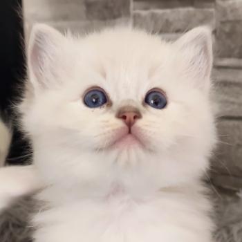 Echo de Narcisse Bagel zz Mâle Ragdoll