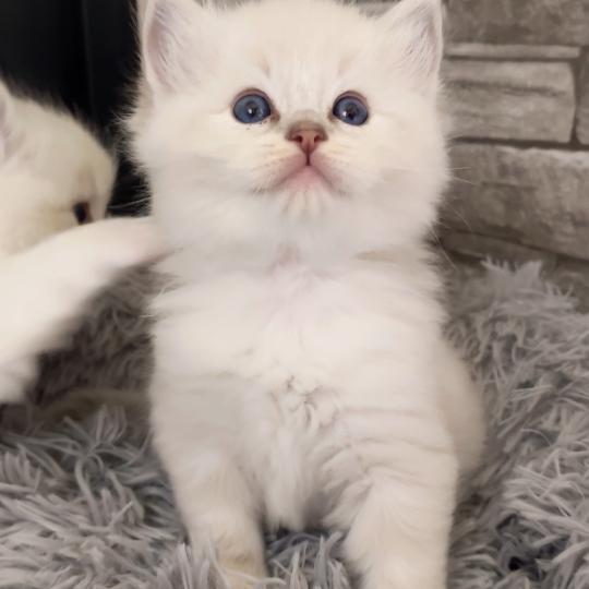 chaton Ragdoll blue tabby point mitted Bagel zz Chatterie Echo de Narcisse blue tabby point mitted