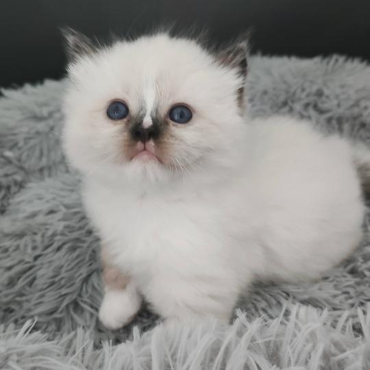 chaton Ragdoll seal point mitted Chatterie Echo de Narcisse seal point mitted