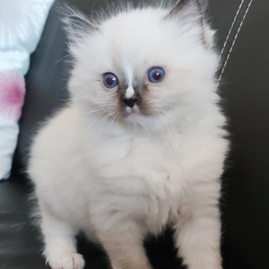 chaton Ragdoll seal point mitted Be-Bop Chatterie Echo de Narcisse seal point mitted