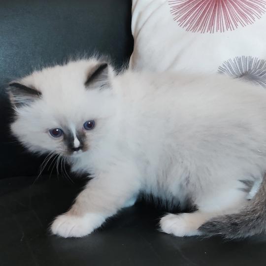 chaton Ragdoll seal point mitted Be-Bop Chatterie Echo de Narcisse seal point mitted