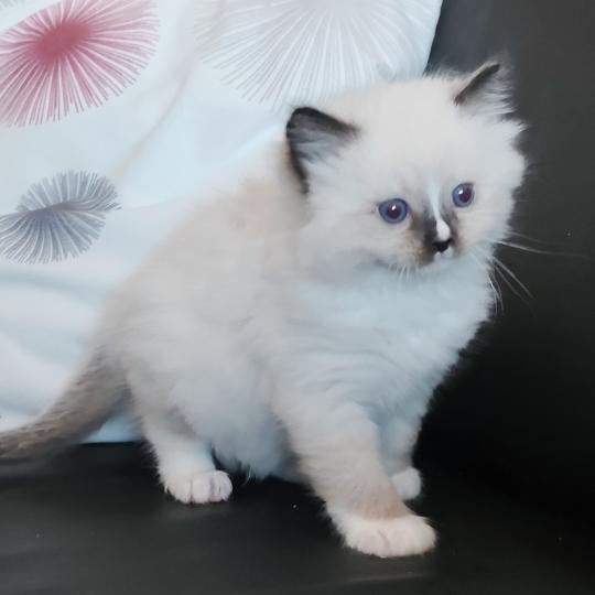chaton Ragdoll seal point mitted Be-Bop Chatterie Echo de Narcisse seal point mitted