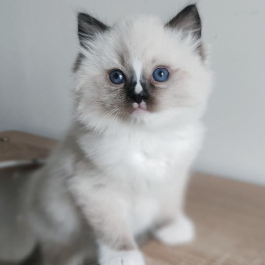 chaton Ragdoll seal point mitted Be-Bop Chatterie Echo de Narcisse seal point mitted