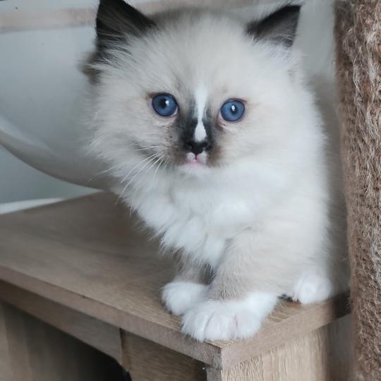 chaton Ragdoll seal point mitted Be-Bop Chatterie Echo de Narcisse seal point mitted
