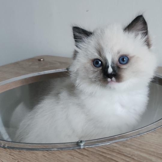 chaton Ragdoll seal point mitted Be-Bop Chatterie Echo de Narcisse seal point mitted