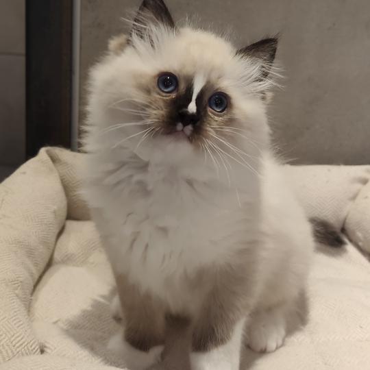 chaton Ragdoll seal point mitted Bandit Chatterie Echo de Narcisse seal point mitted