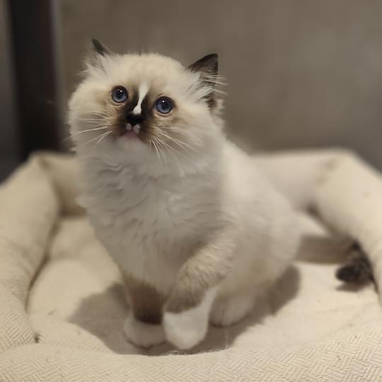 chaton Ragdoll seal point mitted Bandit Chatterie Echo de Narcisse seal point mitted