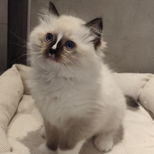 chaton Ragdoll seal point mitted Bandit Chatterie Echo de Narcisse seal point mitted